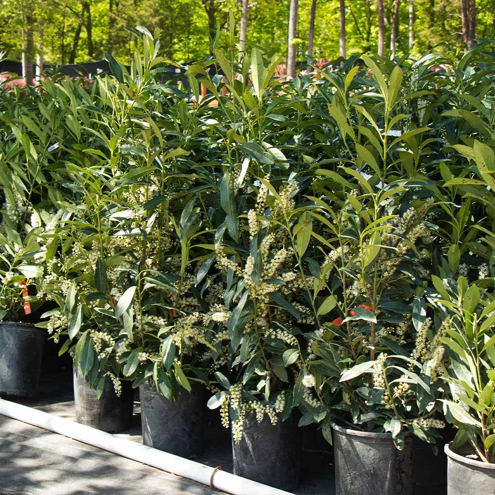 Skip Laurel Shrub (Prunus laurocerasus) - Dense Evergreen Privacy Hedge 3