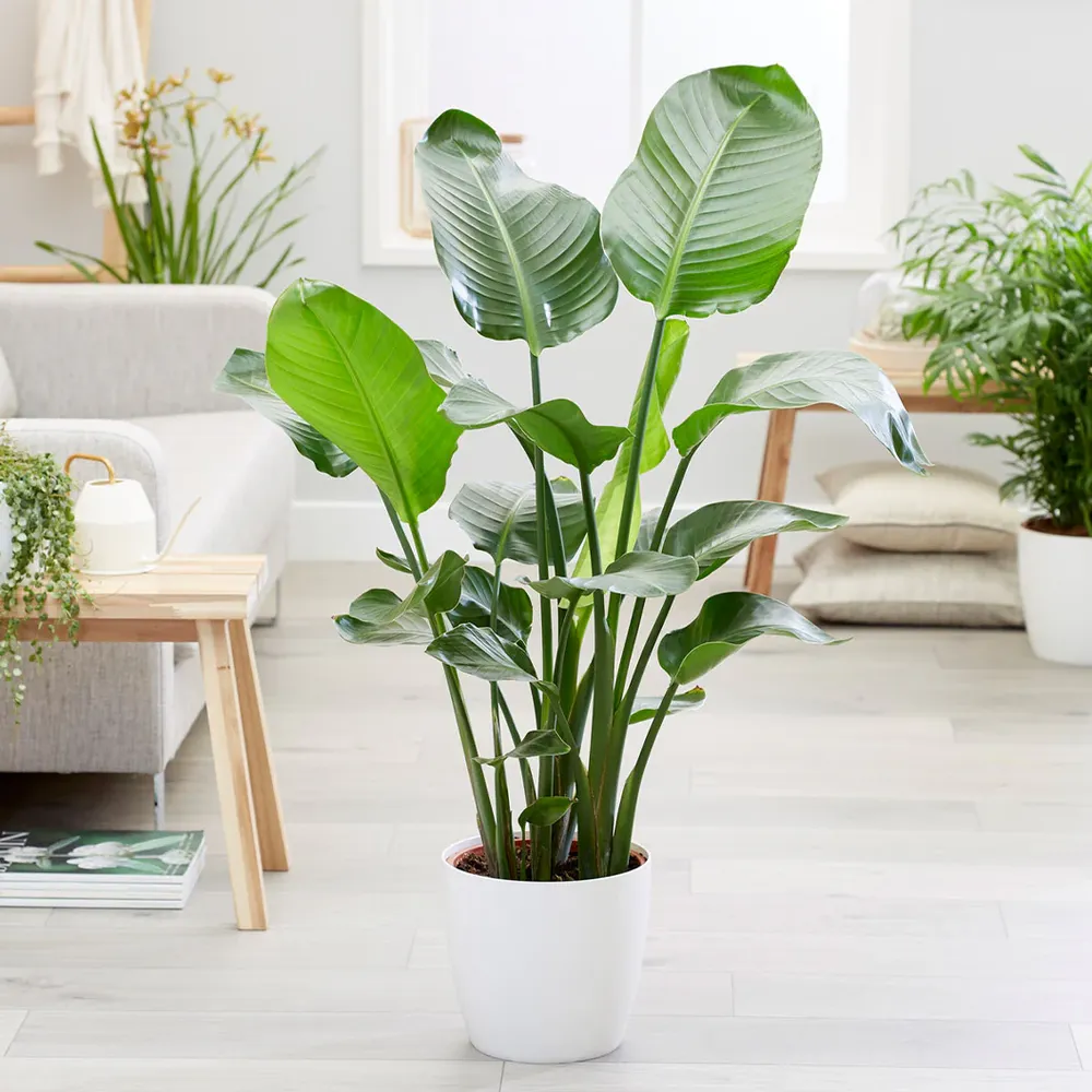White Bird of Paradise (Strelitzia nicolai) Indoor Tropical Houseplant 2