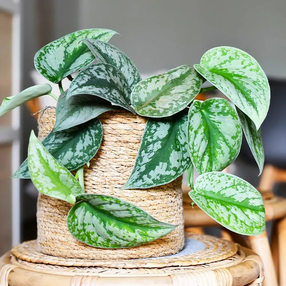 Silver Pothos (Scindapsus Pictus) Trailing Indoor Houseplant