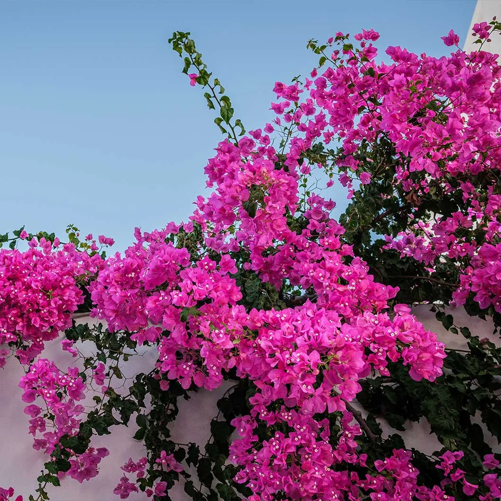 Vibrant Bougainvillea Flowering Shrub for Garden Landscaping 1