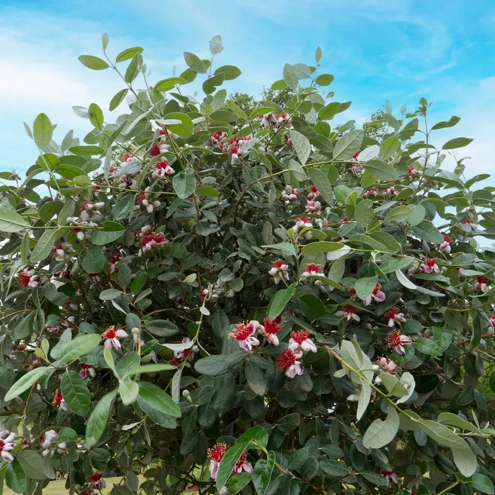 Pineapple Guava Tree (Feijoa sellowiana) Fruit-Bearing Evergreen Shrub
