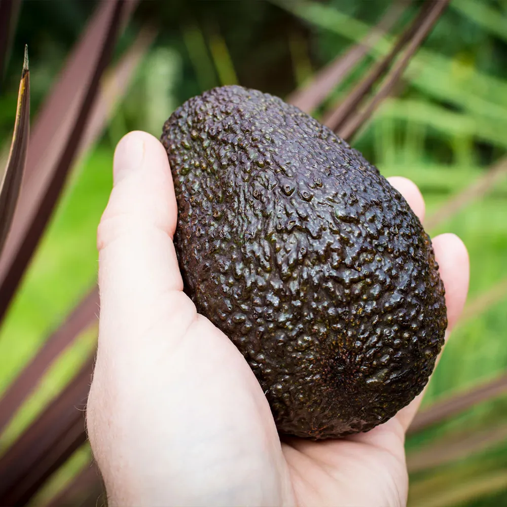 Reed Avocado Decorative Artificial Fruit Prop