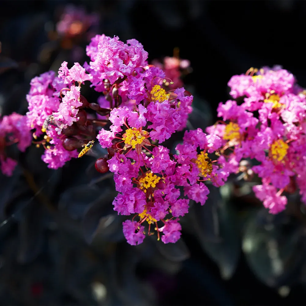 Purely Purple Crape Myrtle Tree - Lagerstroemia Indica 1