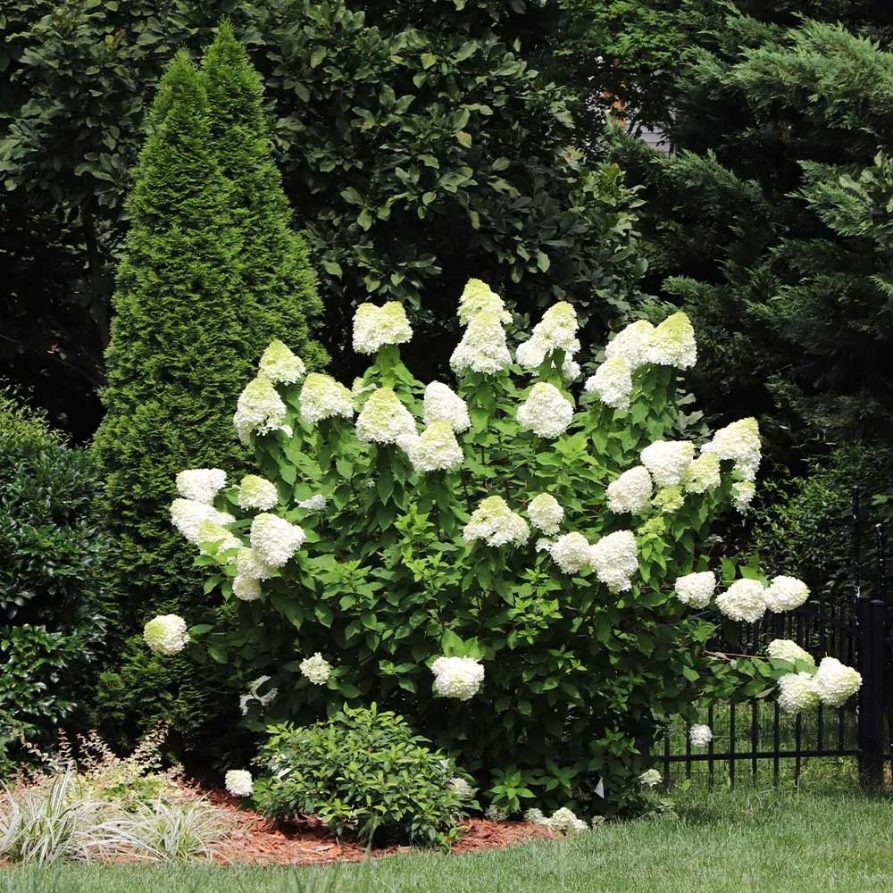 Proven Winners® Limelight Hydrangea Shrub - Hardy Panicle Hydrangea 2