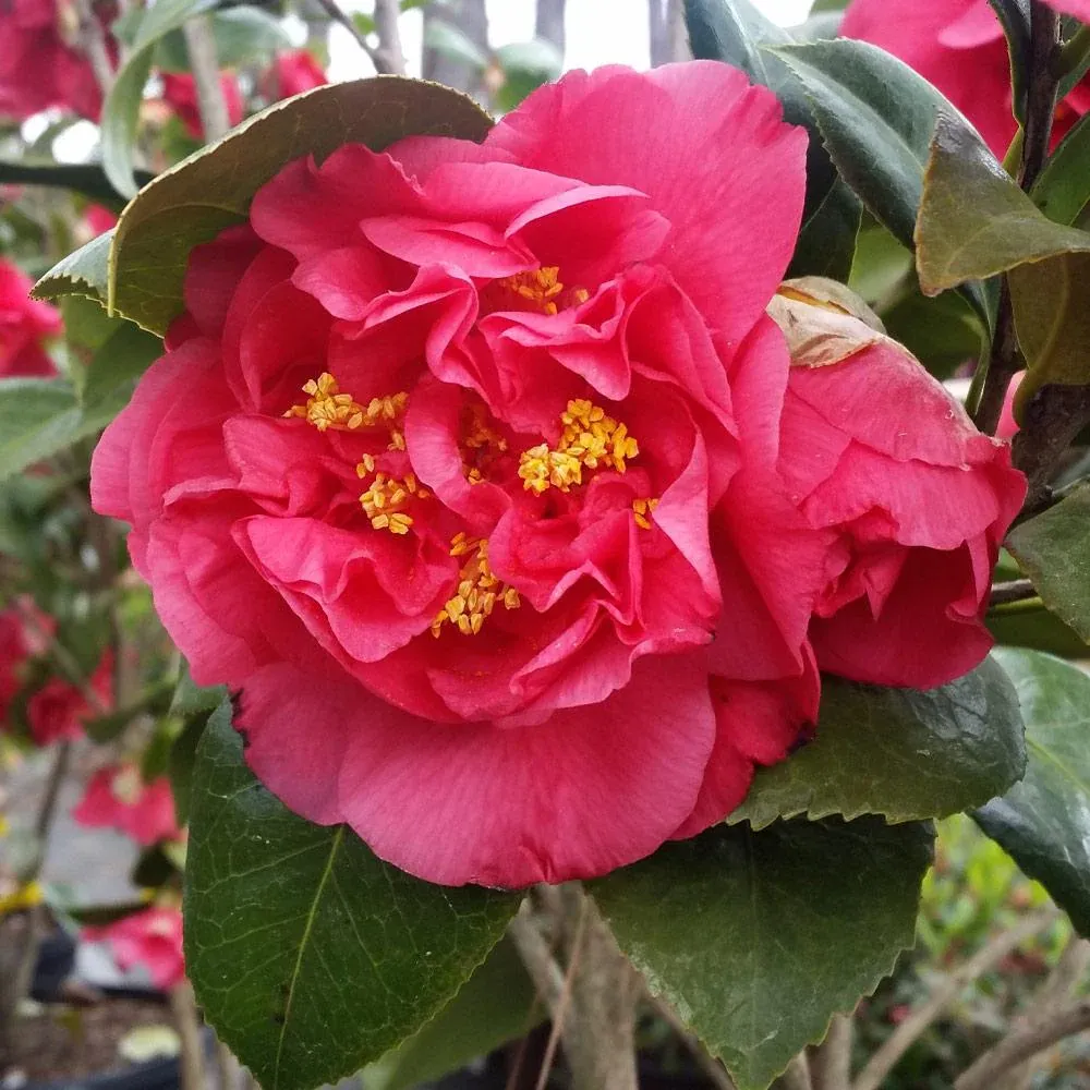 Kramers Camellia Shrub - Evergreen Ornamental Flowering Plant