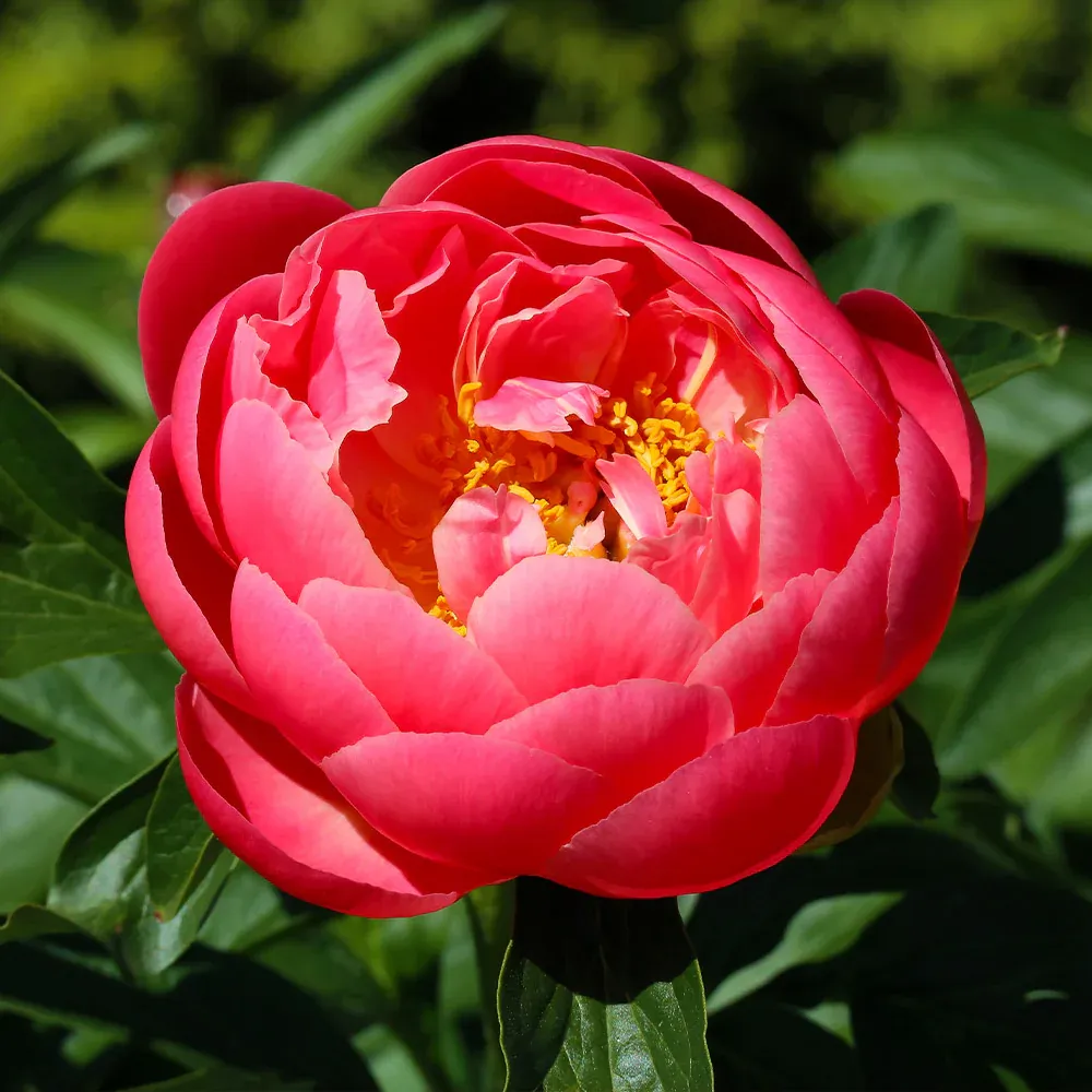 Coral Charm Peony Realistic Artificial Floral Decoration 1