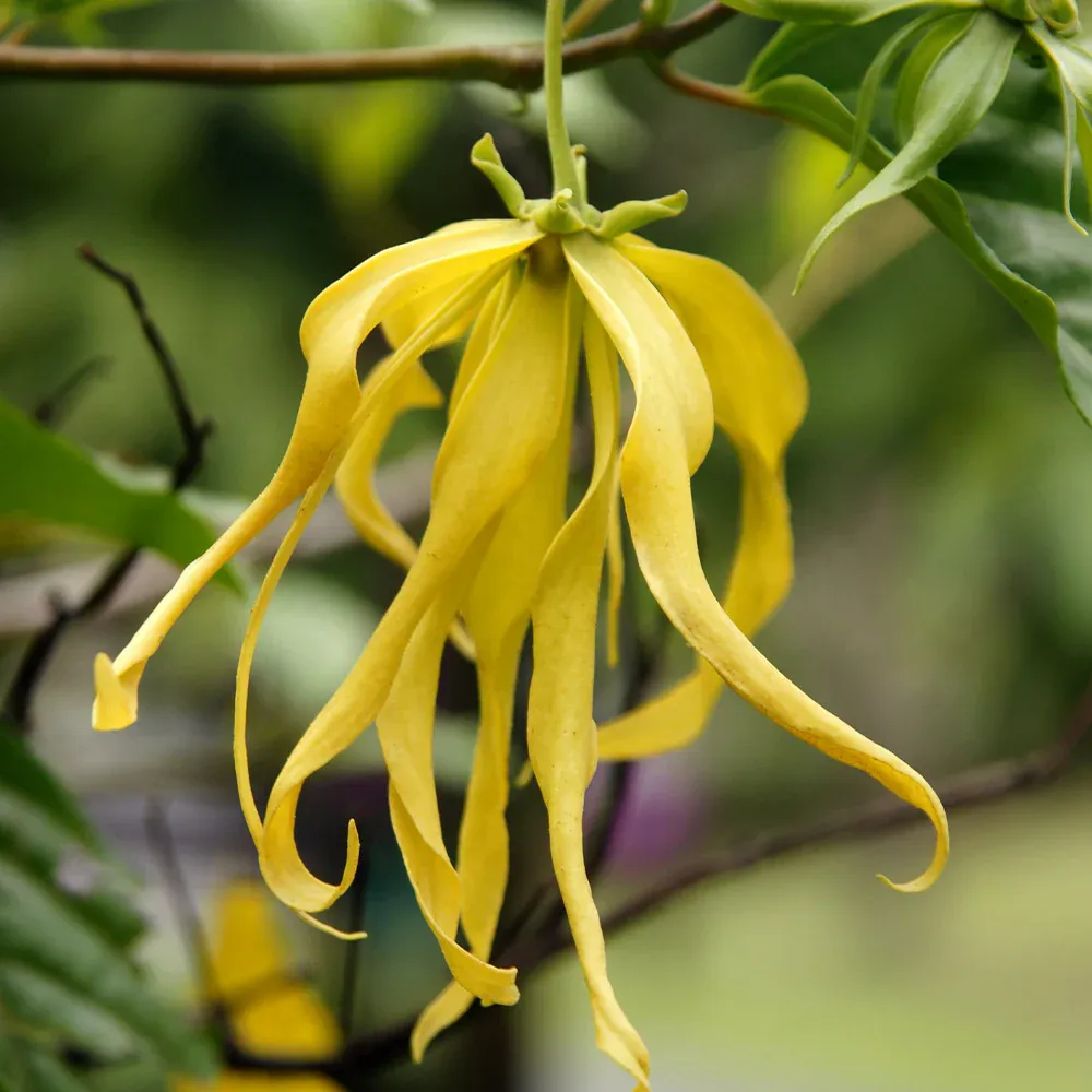 Artificial Ylang Ylang Tree for Indoor Home and Office Decor 3