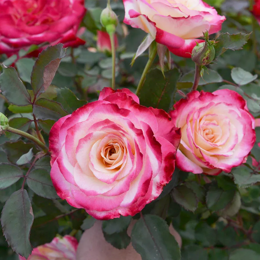 White Lies™ Rose Shrub - Compact White Flowering Landscape Plant 2