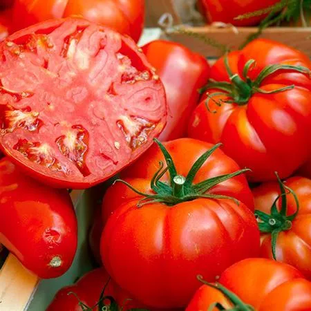 USDA Organic Beefsteak Tomato Plant - Heirloom Variety for Home Gardening 2