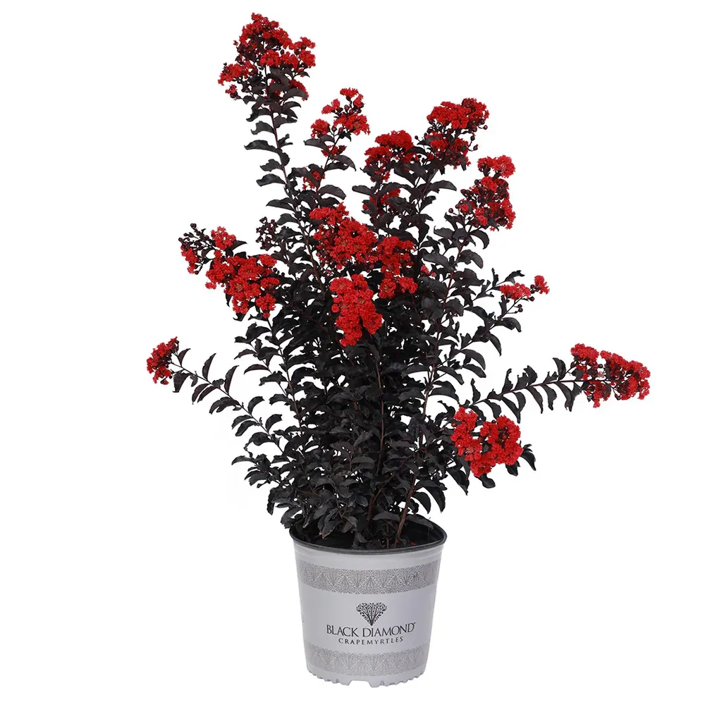 Crimson Crown™ Crape Myrtle Shrub - Dark Foliage Ornamental Plant 5