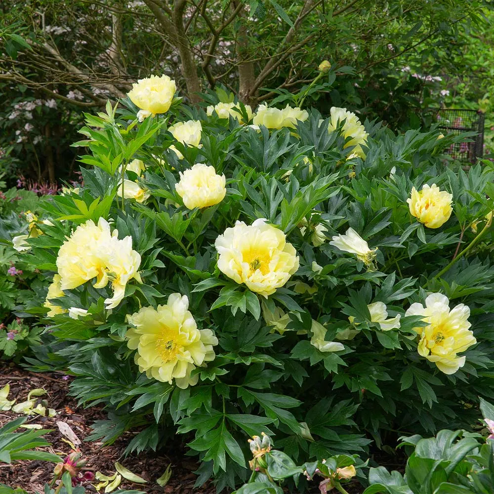 Bartzella Peony Itoh Hybrid Intersectional Perennial Bare Root 2