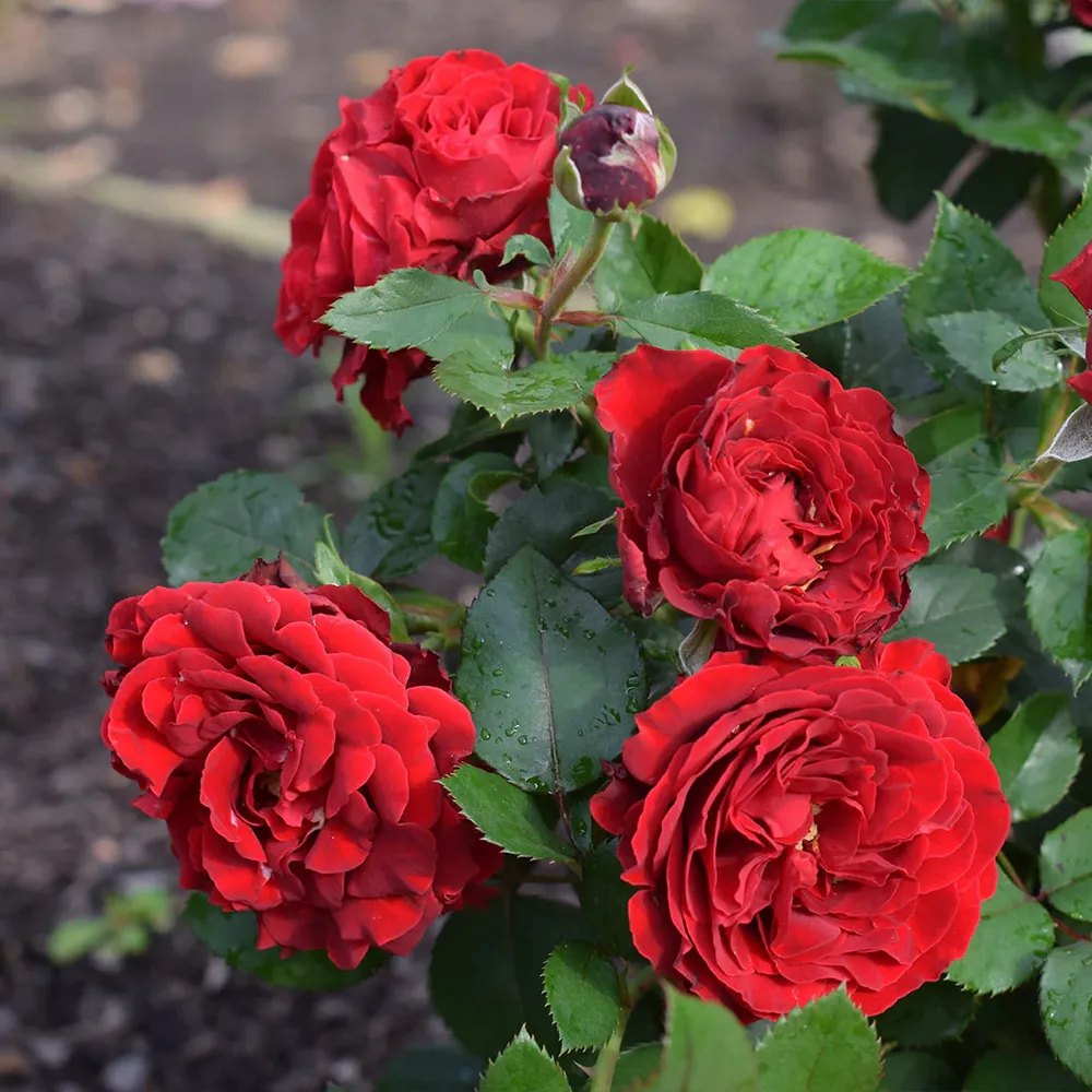 Dancing in the Dark Rose Shrub - Deep Red Flowering Garden Plant 6