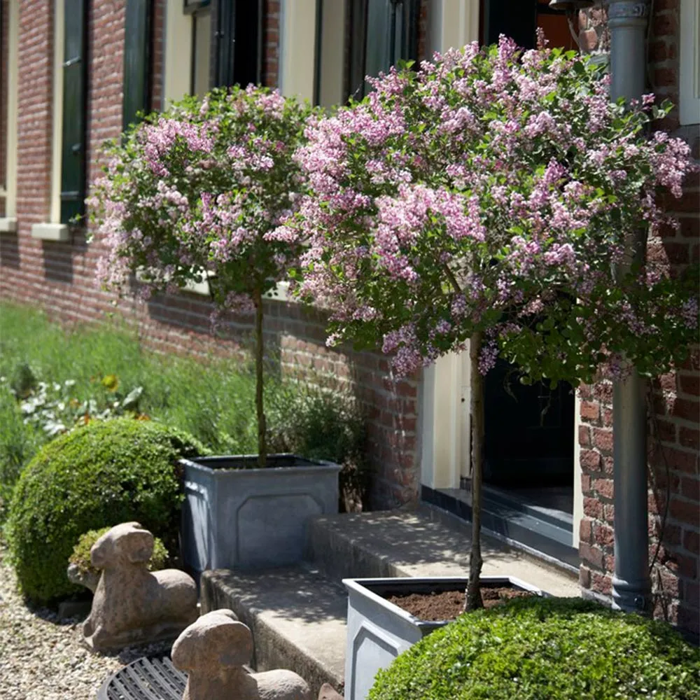 Bloomerang® Lilac Tree - Reblooming Flowering Shrub