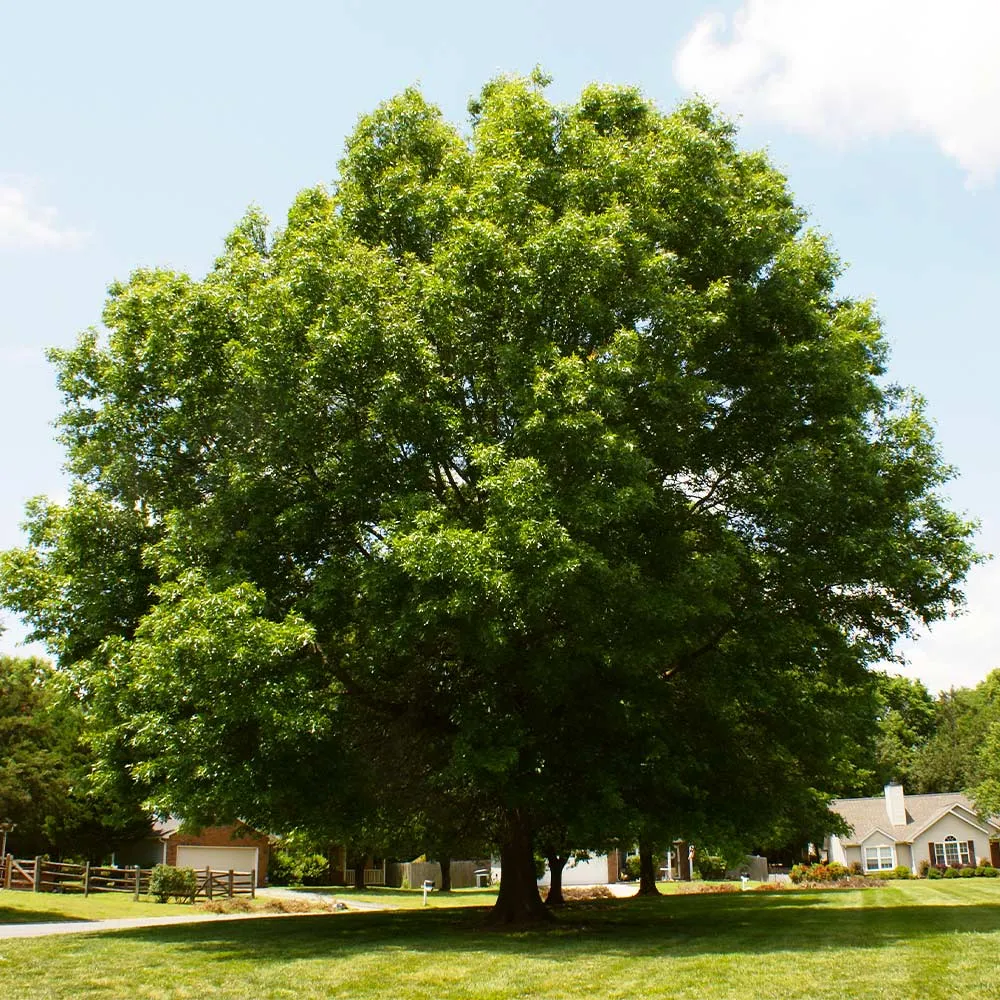 Pin Oak Tree (Quercus palustris) Deciduous Shade Tree