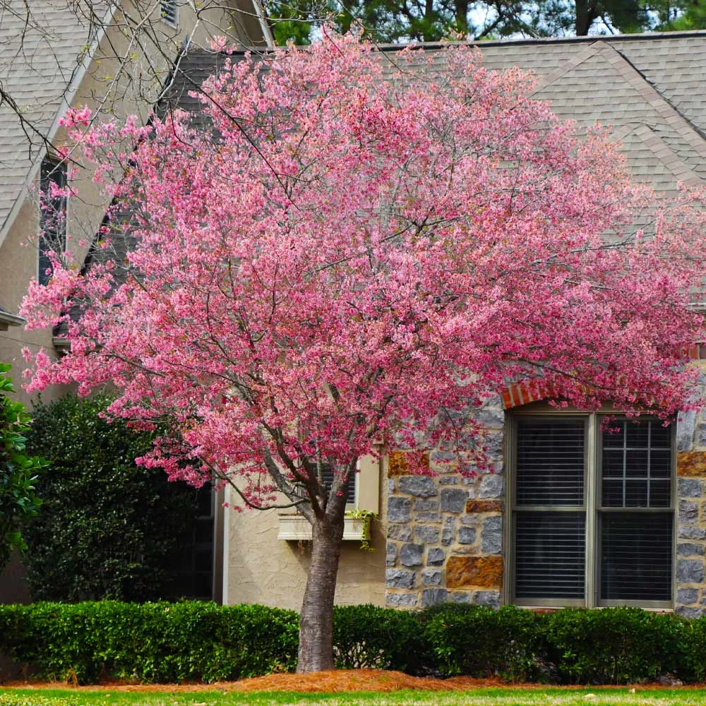 Okame Cherry Tree (Prunus incamp 'Okame') - Early Spring Flowering Ornamental Tree 2