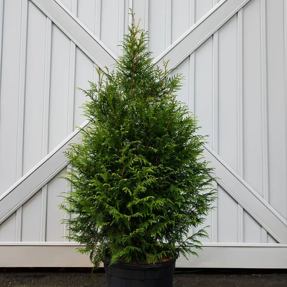 Leprechaun™ Arborvitae Tree - Compact Evergreen Privacy Hedge 1
