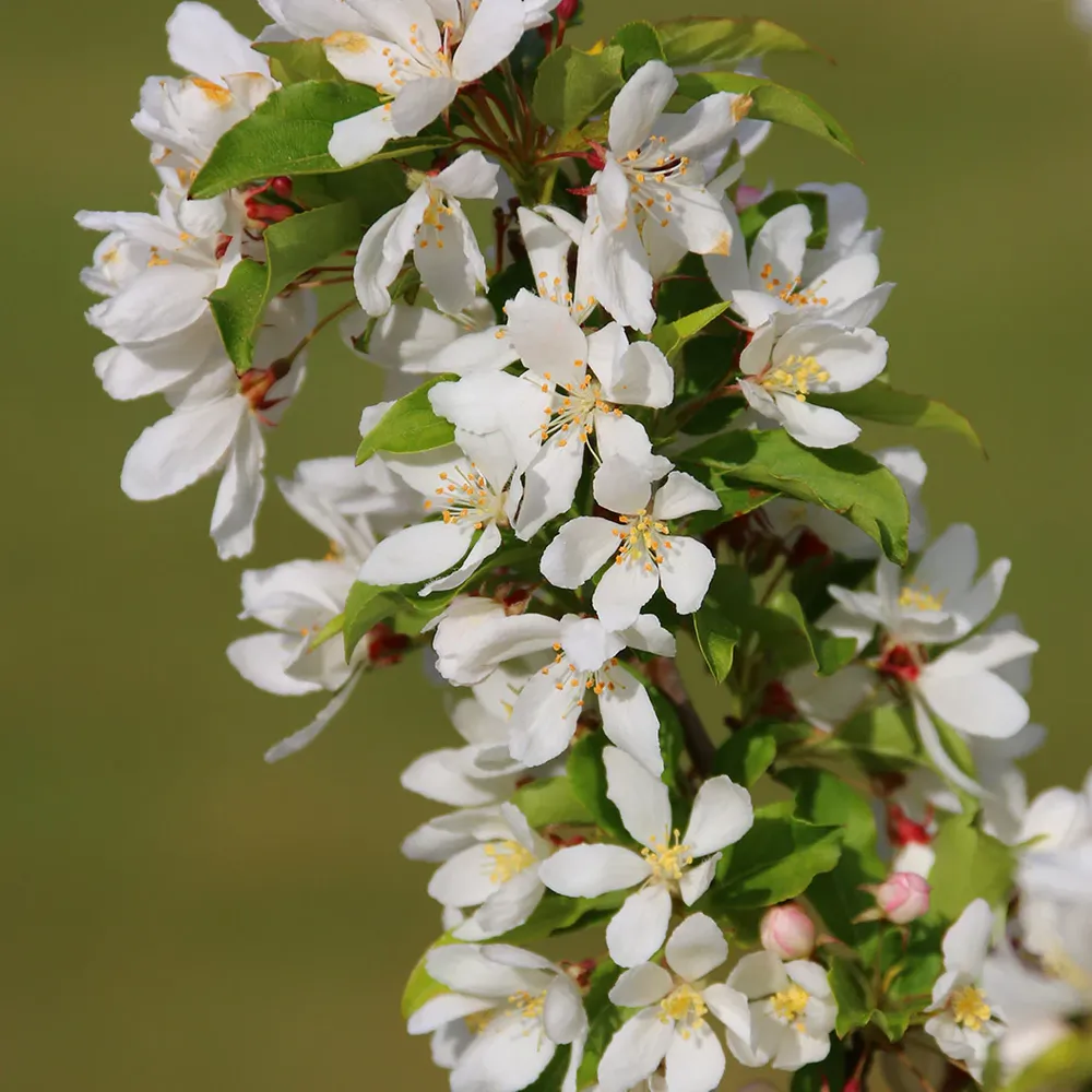Snow Crystal® Crabapple Tree 1