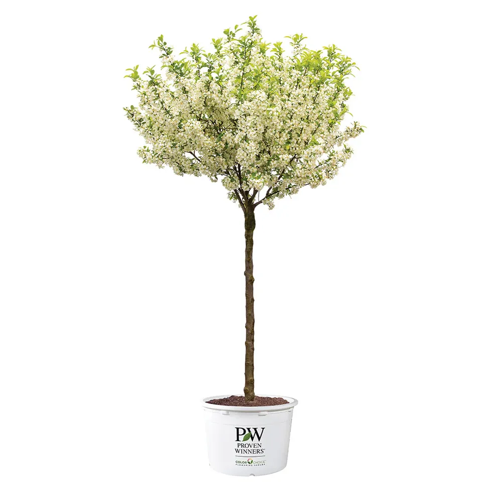 Proven Winners® Lollipop® Crabapple Tree - Compact Ornamental Deciduous Tree 4