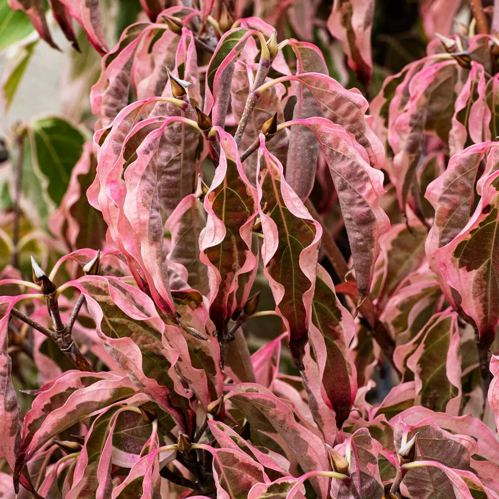 Samaritan® Dogwood Tree (Cornus Hybrid) 1