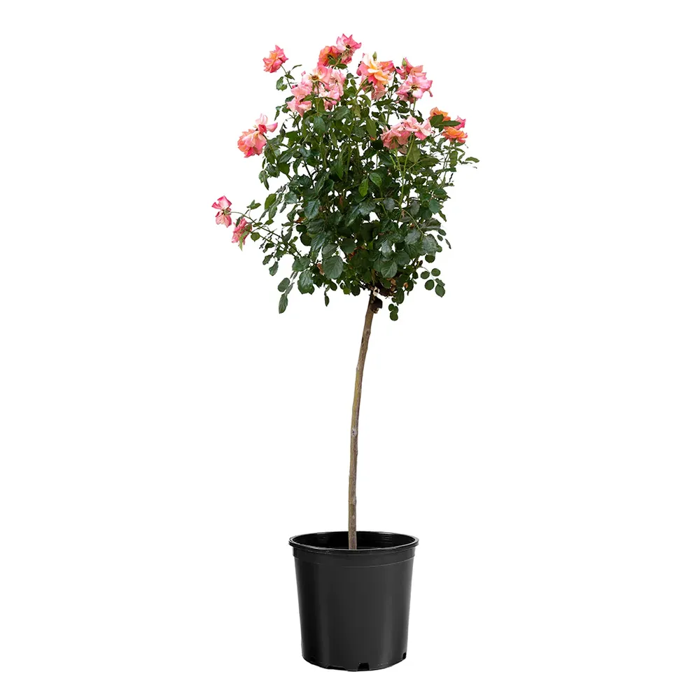 Polynesian Punch Rose Tree - Ornamental Flowering Standard Rose 1