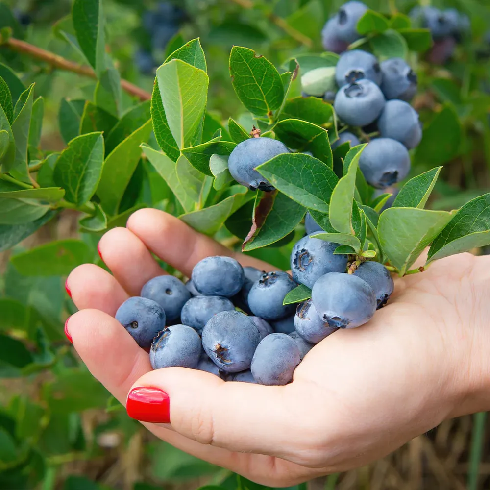 Chandler Blueberry Bush - Northern Highbush Fruit-Bearing Shrub