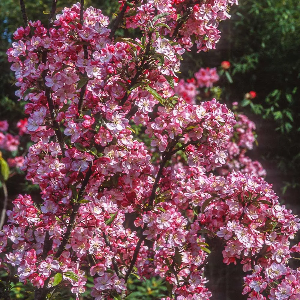 Coralburst Crabapple Tree - Compact Ornamental Flowering Tree 1