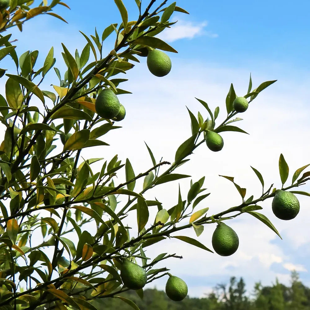 Thomasville Citrangequat Tree - Cold Hardy Citrus Hybrid