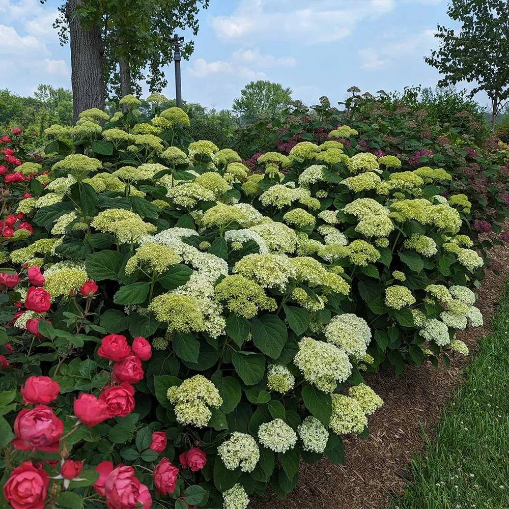 Proven Winners® Incrediball® Storm Proof™ Hydrangea - Sturdy White Flowering Shrub 2