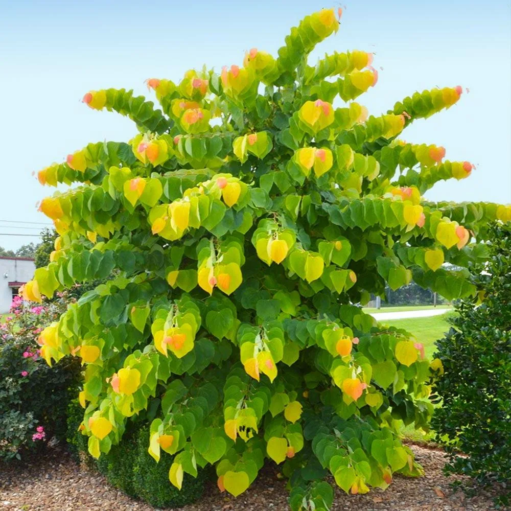 The Rising Sun™ Eastern Redbud Tree - Cercis canadensis Ornamental Flowering Tree