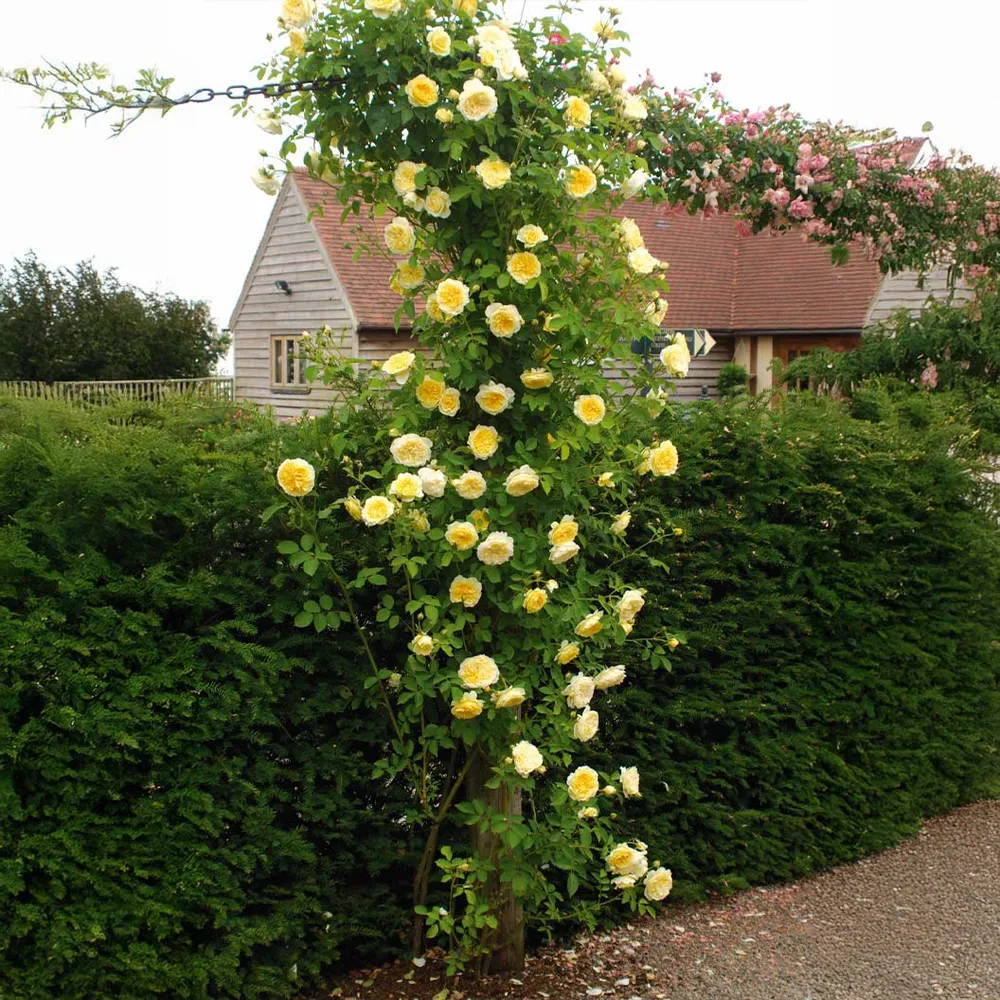 The Pilgrim Climbing Rose Shrub - Yellow Repeat-Flowering English Rose