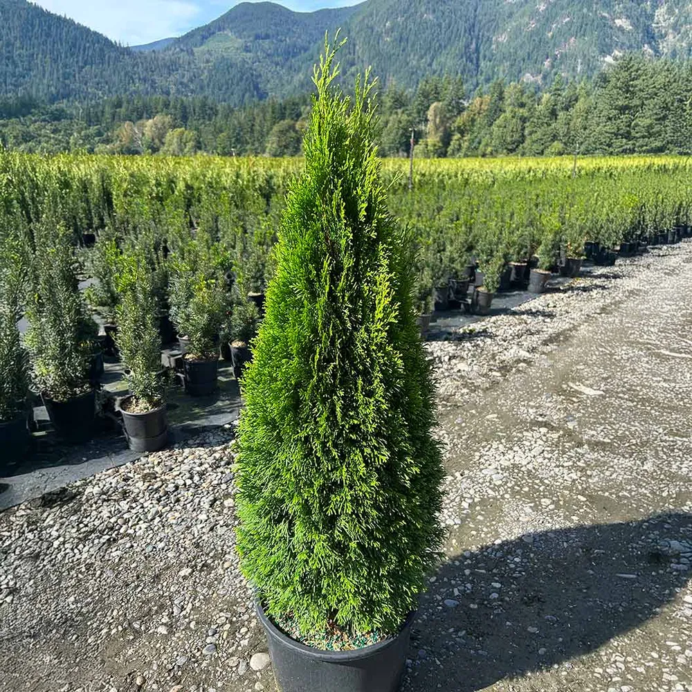 Emerald Petite™ Arborvitae Tree - Compact Evergreen Privacy Hedge 2