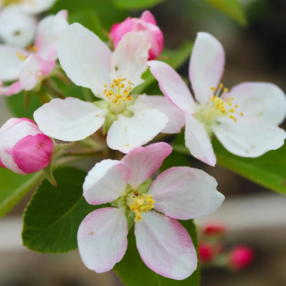 McIntosh Apple Tree - Cold Hardy Deciduous Fruit Tree 4