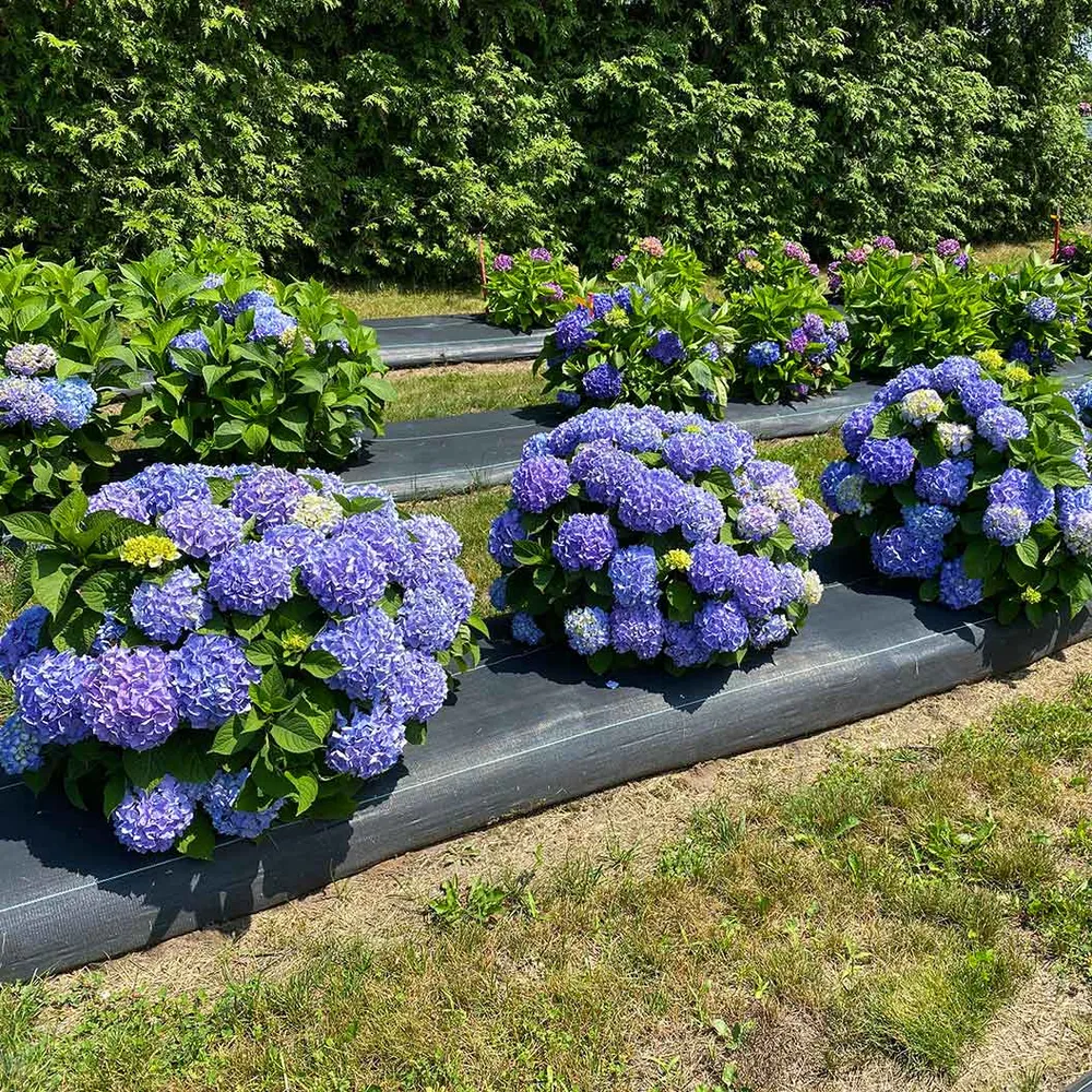 Proven Winners® Let's Dance Sky View® Reblooming Hydrangea Macrophylla 1