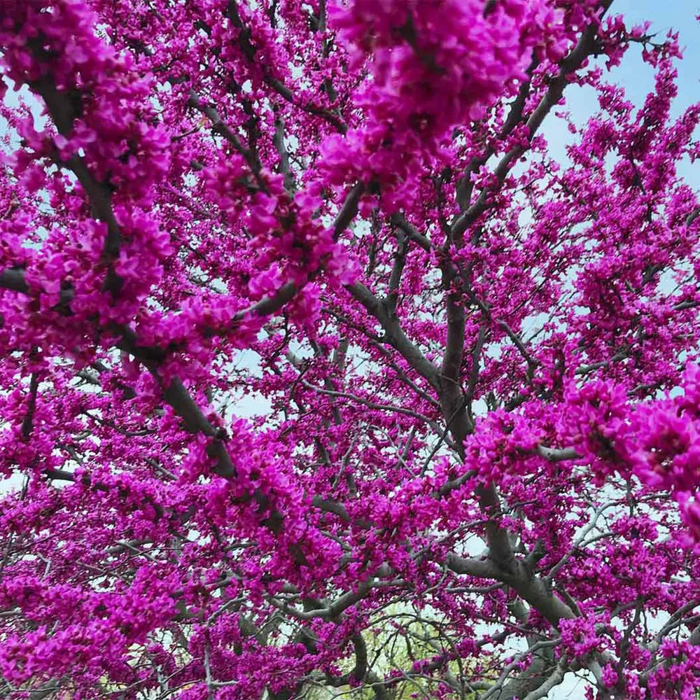 Oklahoma Redbud Tree (Cercis canadensis 'Oklahoma')