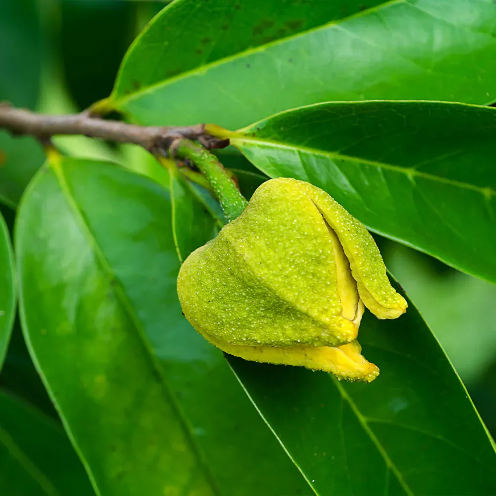 Soursop (Guanabana) Live Fruit Tree - Annona Muricata for Tropical Gardening 4