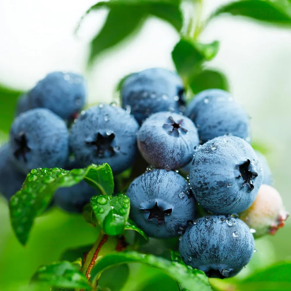 Sweetheart Blueberry Bush - Self-Pollinating Fruit Bearing Shrub 1
