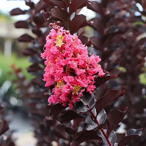 Thunderstruck™ Coral Boom™ Crape Myrtle Tree - Vibrant Red Flowering Ornamental Shrub