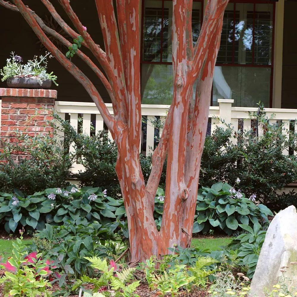 Southern Living® Colorama™ Scarlet Crape Myrtle Tree - Vibrant Red Ornamental Shrub 2