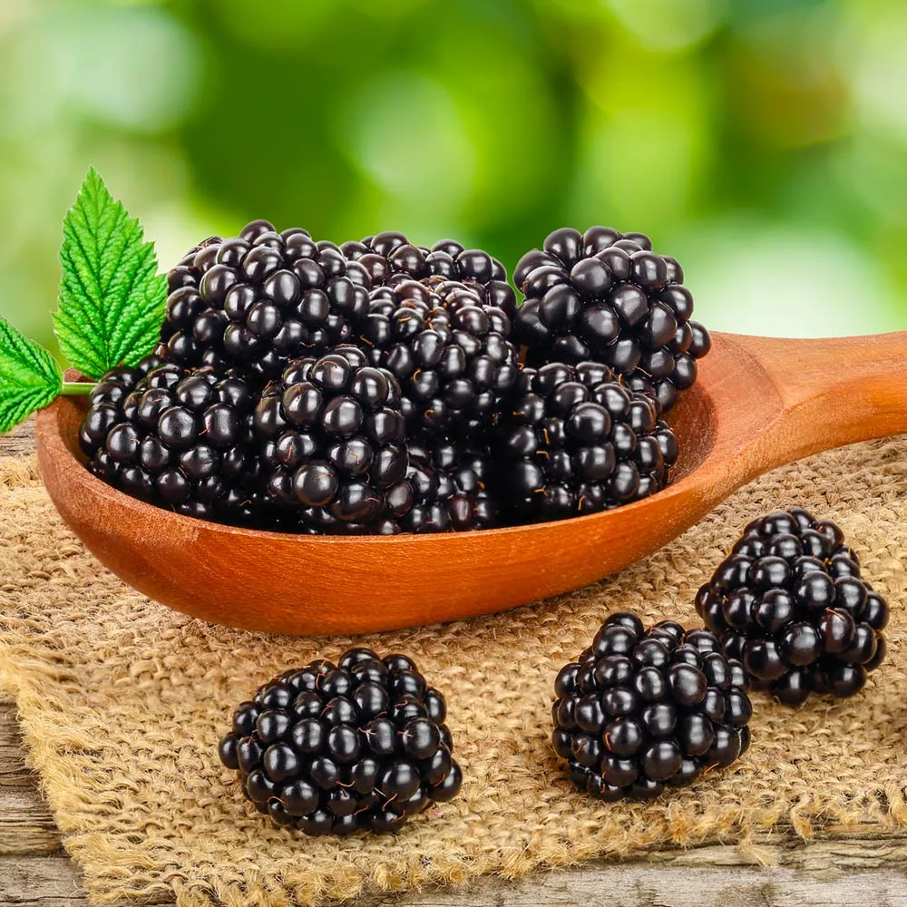 Navaho Thornless Blackberry Bush - Upright Fruit-Bearing Shrub 3