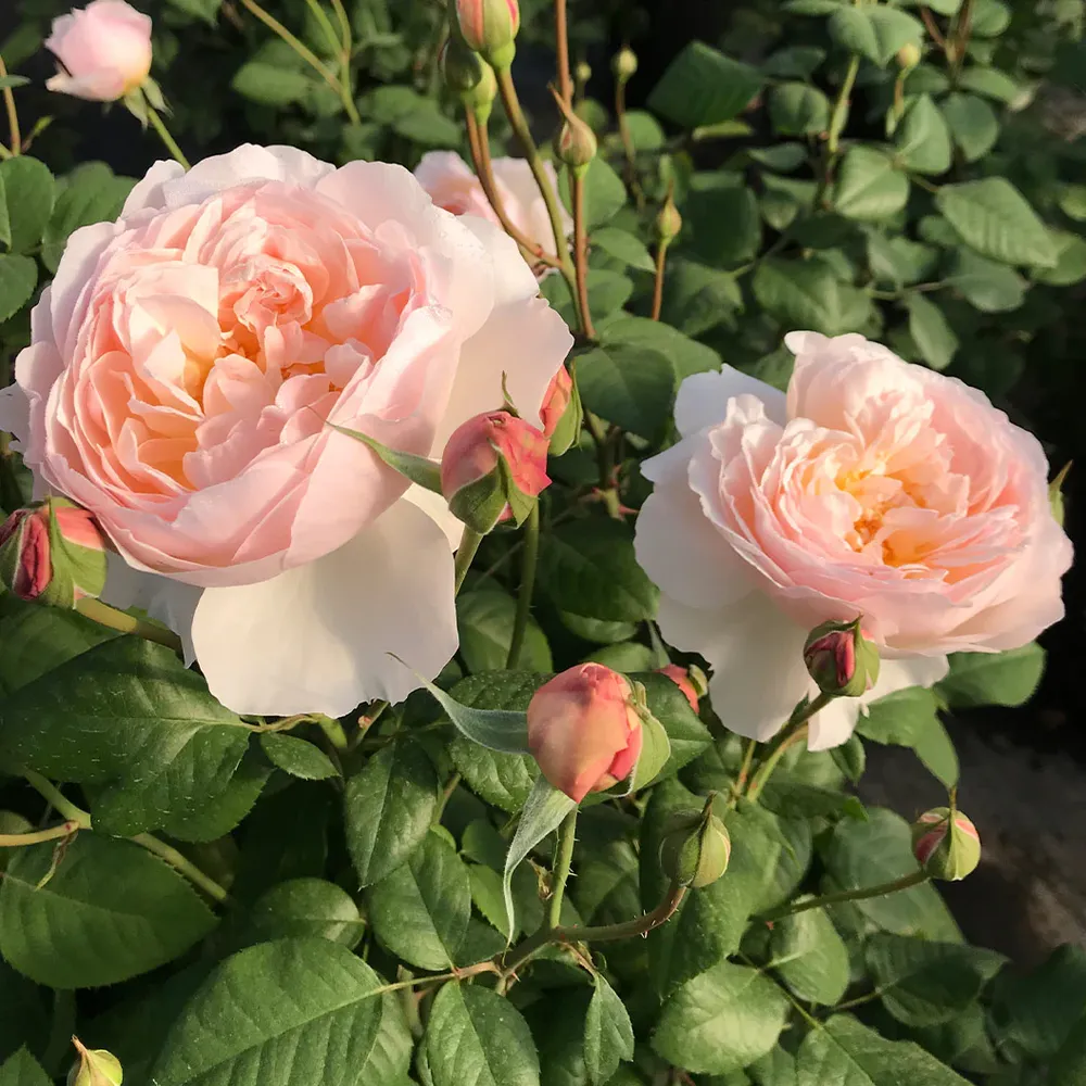 Moonlight in Paris® Rose Shrub - Fragrant Floribunda Garden Plant 4