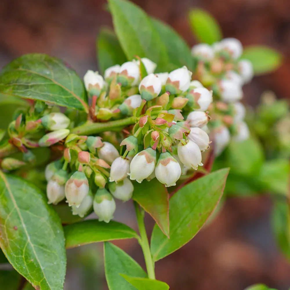 Midnight Cascade Blueberry Trailing Ornamental Fruit Shrub 5