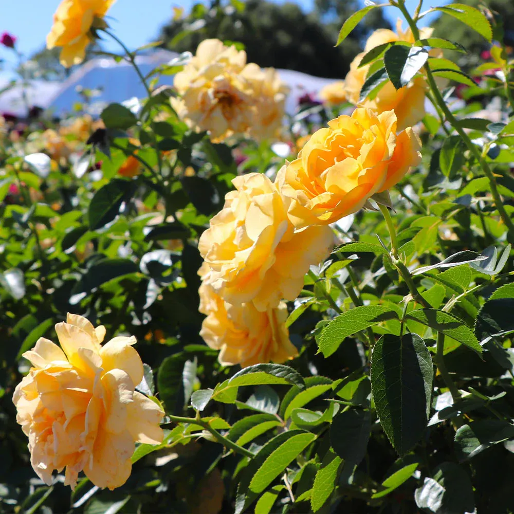 Julia Child Floribunda Rose Tree - Standard Form Butter-Yellow Flowering Shrub 2