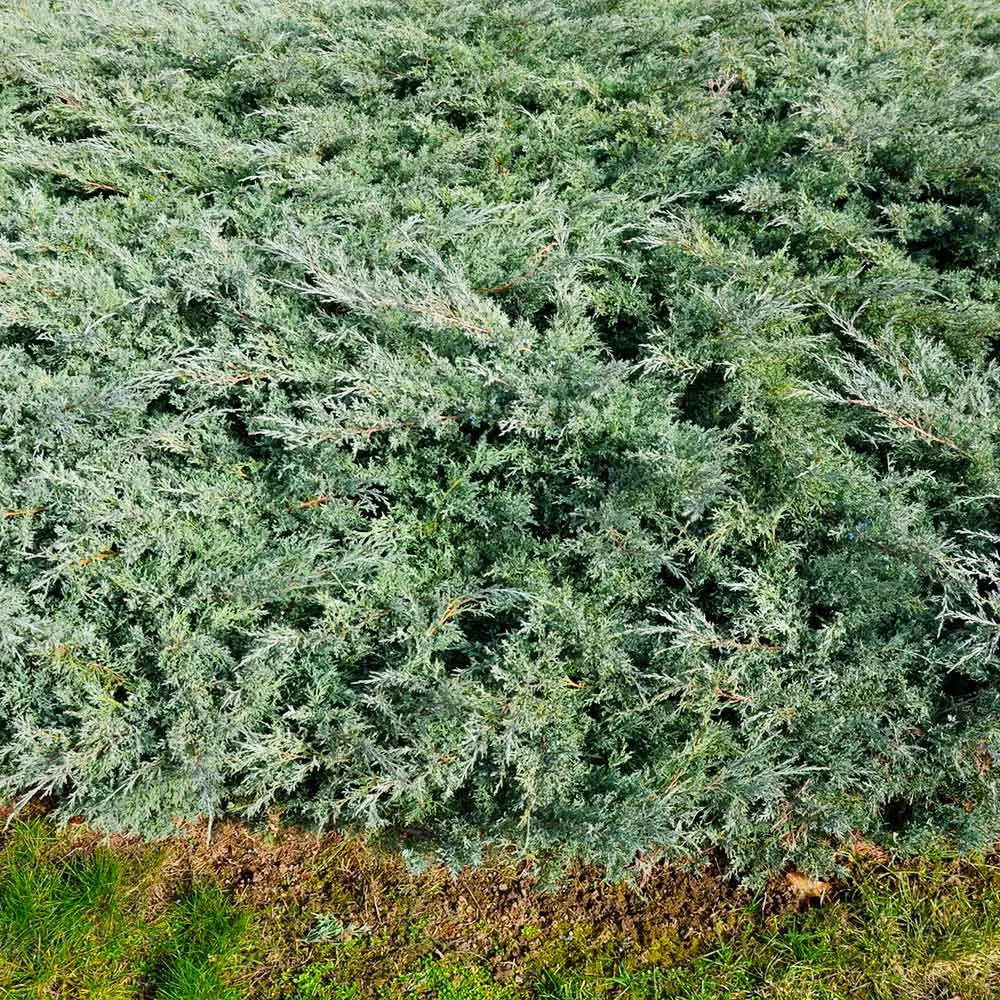 Blue Rug Juniper Groundcover - Creeping Evergreen Shrub 1