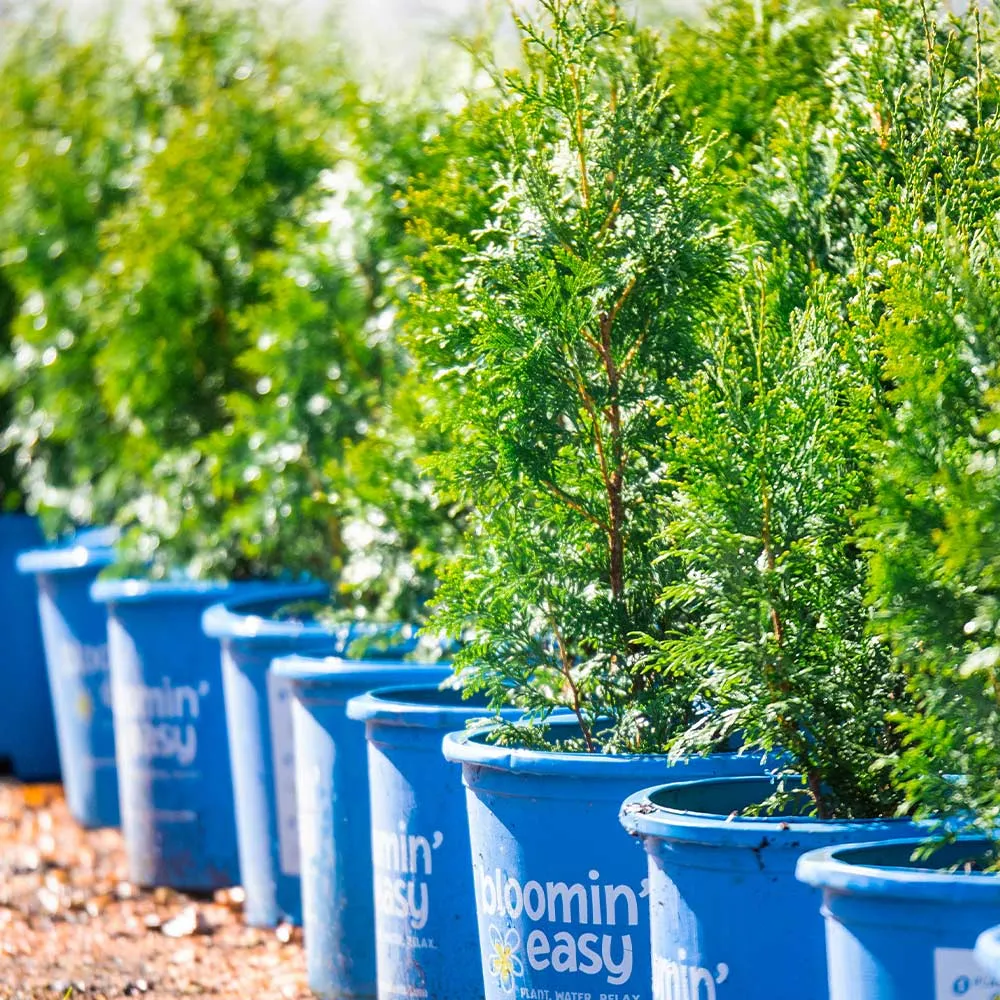 Private Jet™ Arborvitae - Dense Evergreen Privacy Hedge 4