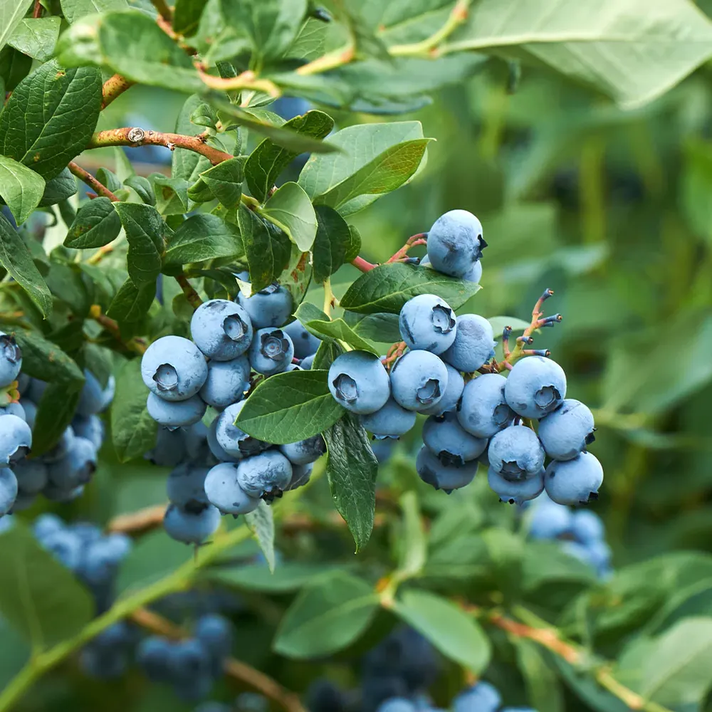 Becki Blue Rabbiteye Blueberry Bush - Productive Fruit-Bearing Shrub