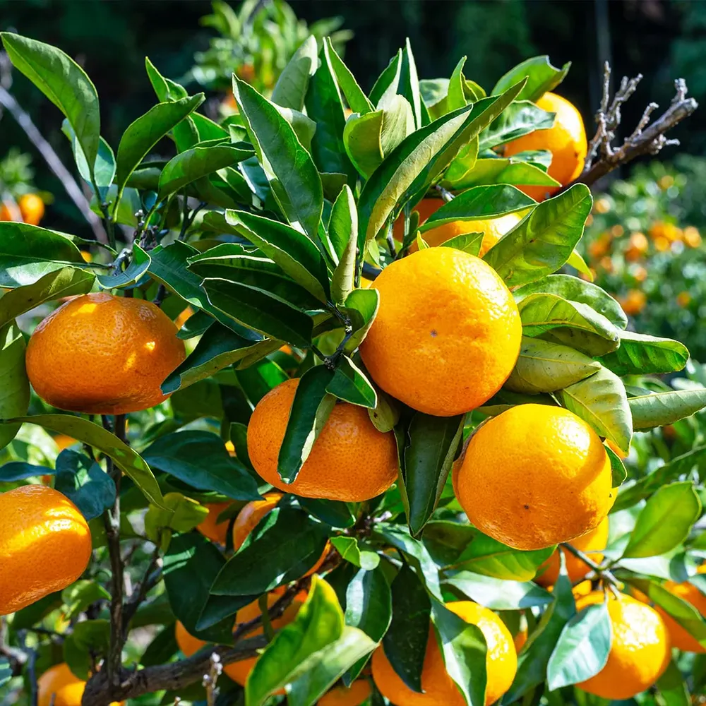 Xie Shan Satsuma Mandarin Citrus Tree