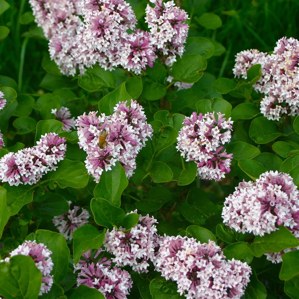 Baby Kim® Lilac Shrub - Compact Reblooming Flowering Bush 3