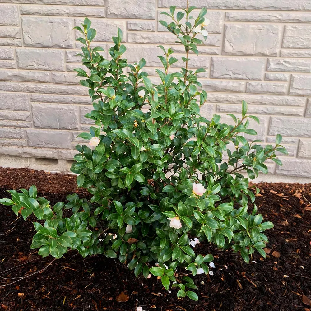 October Magic® Orchid™ Camellia Sasanqua Evergreen Flowering Shrub 4