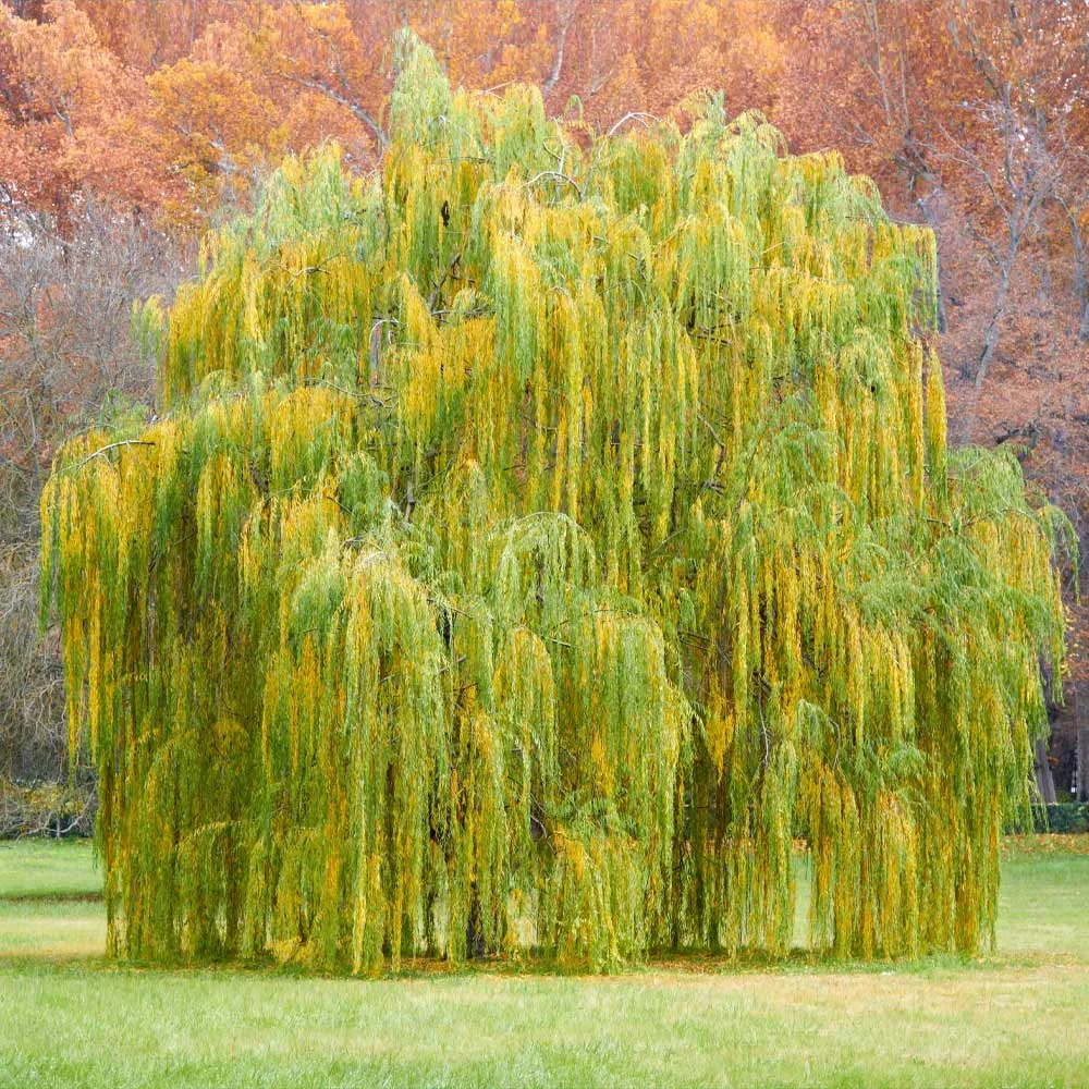 LED Lighted Weeping Willow Tree Artificial Decorative Tree 2