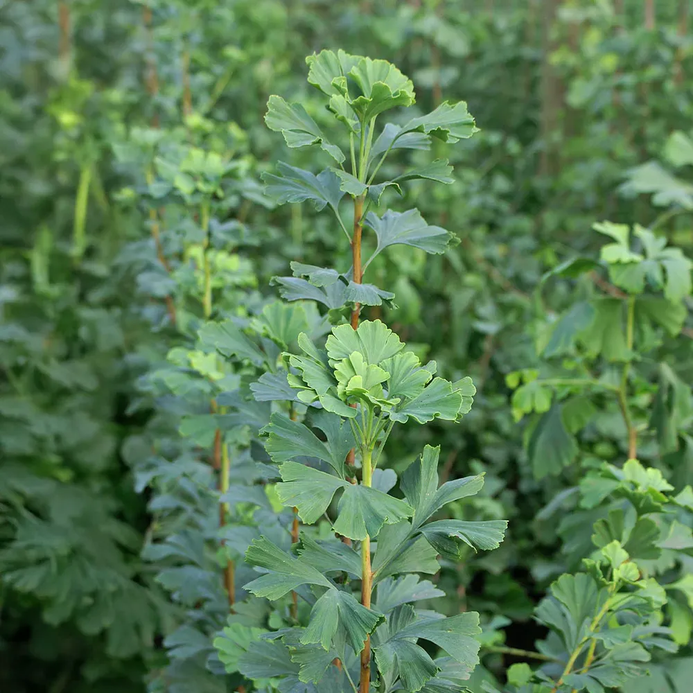 Proven Winners® Skinny Fit® Ginkgo Tree - Columnar Deciduous Ornamental 2